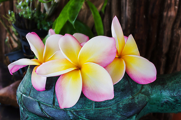 포토 JPG 해외이미지 식물 꽃 분홍색 자연 사람없음 장식 초록색 물 평화 스파 조약돌 신선 거북이 달콤 명상 부드러움 그리너리 해외202004 해외포토 자연요소 컬러 컨셉 파충류 돌_바위 감각 맛 생태계 파일형식 트랜드컬러 이미지허브