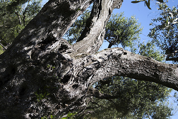 포토 JPG 해외이미지 나무 식물 농업 자연 풍경 사람없음 야외 목재 초록색 파란색 이탈리아 성장 시골 큼 지중해 묘사 올리브 질감 나무껍질 상록수 내추럴 복잡 옛날 해외202004 해외포토 열매 유럽 산업 바다 컬러 컨셉 재료 껍질 크기 생태계 파일형식 이미지허브
