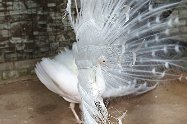 포토 JPG 해외이미지 동물 남자 야생동물 백그라운드 패턴 날개 자연 조류 동물원 사람없음 야외 흰색 의식 우아함 공작 깃털 꼬리 부리 쇼 보여주기 이국적 해외202004 해외포토 컬러 컨셉 무늬 모션 사람 생태계 파일형식 이미지허브