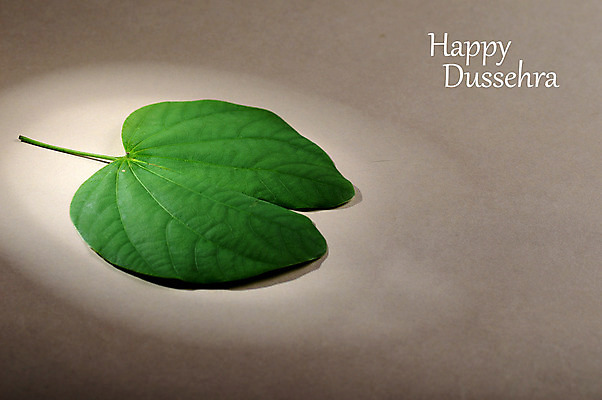 포토 JPG 해외이미지 나무 전통 꽃 행복 종교 문화 잎 휴가 사람없음 초록색 약 축제 축하 인사 신용카드 황금 인도인 예배 신성 램 필승 힌두교 해외202004 해외포토 외국인 식물 감정 컬러 컨셉 의학 동양인 금융 예절 우승 파일형식 이미지허브