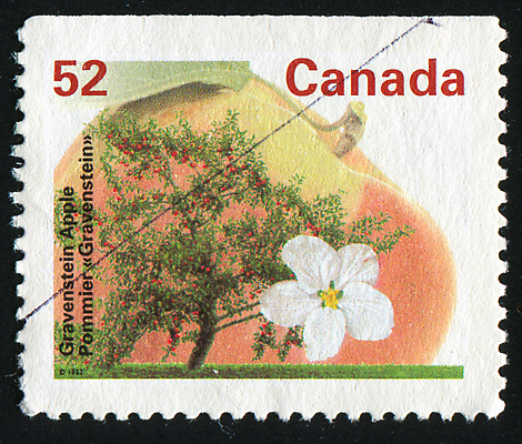 포토 JPG 해외이미지 나무 식물 1 공원 꽃잎 꽃 줄기 잎 캐나다 꽃무늬 자연 사람없음 목재 환경 정원 수확 골동품 벚꽃 나뭇가지 시골 메시지 역사 고독 사과 숲 물개 편지 꽃집 복고 엽서 우표 내추럴 땅바닥 옛날 혼자 해외202004 해외포토 공공시설 감정 북아메리카 무늬 농업 과일 재료 포유류 바닥 상점 바다동물 생태계 파일형식 이미지허브