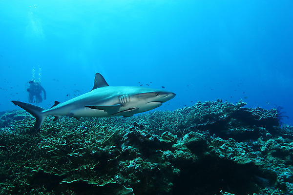 포토 JPG 해외이미지 동물 척추동물 야생동물 스포츠 바다 여행 모션 자연 생물 어류 풍경 사람없음 물 여름 파란색 환경 바닷속 수중 수영 스노클링 산호 위험 큼 다이빙 장면 상어 암초 리빙 동영상 깊이 소금물 해외202004 해외포토 자연요소 계절 컬러 컨셉 수중동물 수상스포츠 자포동물 크기 생태계 수중스포츠 파일형식 이미지허브