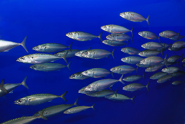 포토 JPG 해외이미지 식물 동물 야생동물 바다 과학 백그라운드 학교 자연 어류 풍경 사람없음 물 파란색 빛 환경 바닷속 수중 수영 신선 은색 생물학 태평양 수족관 동물상 해외202004 해외포토 자연요소 교육 컬러 조형물 수중동물 수상스포츠 생태계 파일형식 이미지허브