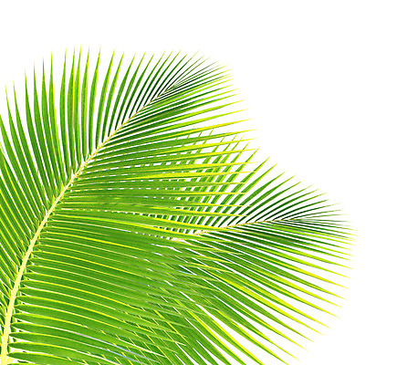 포토 JPG 해외이미지 나무 식물 줄기 백그라운드 잎 패턴 곡선 자연 손바닥 사람없음 초록색 성장 흰색 나뭇가지 숲 코코넛 고립 해외202004 해외포토 손 선 컬러 무늬 과일 생태계 파일형식 이미지허브