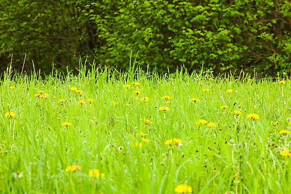 포토 JPG 해외이미지 식물 계절 공원 꽃 백그라운드 꽃무늬 밭 자연 하늘 풍경 사람없음 야외 초록색 여름 태양 노란색 환경 정원 맑음 봄 들꽃 벚꽃 시골 민들레 땅 장면 해외202004 해외포토 자연요소 공공시설 컬러 무늬 농업 날씨 생태계 파일형식 이미지허브