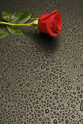 포토 JPG 해외이미지 꽃 백그라운드 사람없음 빨간색 물 장미 검은색 물방울 꽃집 해외202004 해외포토 자연요소 식물 컬러 상점 파일형식 이미지허브