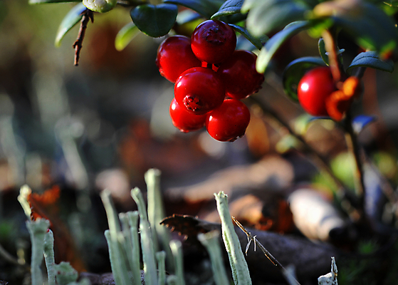포토 JPG 해외이미지 식물 열매 음식 백그라운드 잎 다이어트 과일 공 자연 디저트 건강 사람없음 빨간색 초록색 여름 빛 태양 주스 사막 가을 신선 달콤 숲 수집 먹기 허브 유기농 날것 러시아 슛 북쪽 내추럴 변소 숙성 해외202004 해외포토 자연요소 웰빙 계절 유럽 음료 컬러 모션 맛 방향 생태계 파일형식 이미지허브