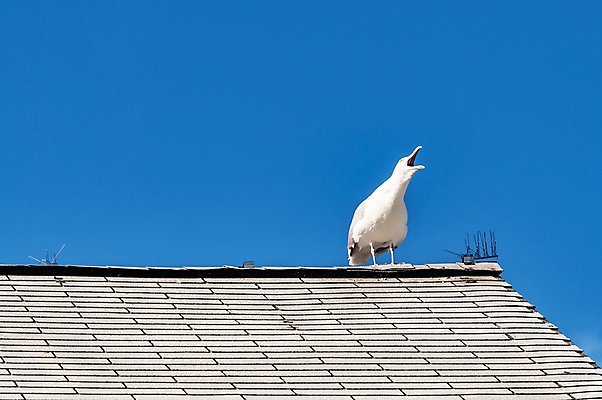 포토 JPG 해외이미지 동물 야생동물 백그라운드 자연 갈매기 조류 하늘 사람없음 야외 파란색 흰색 비행 장면 고립 해외202004 해외포토 컬러 생태계 파일형식 이미지허브