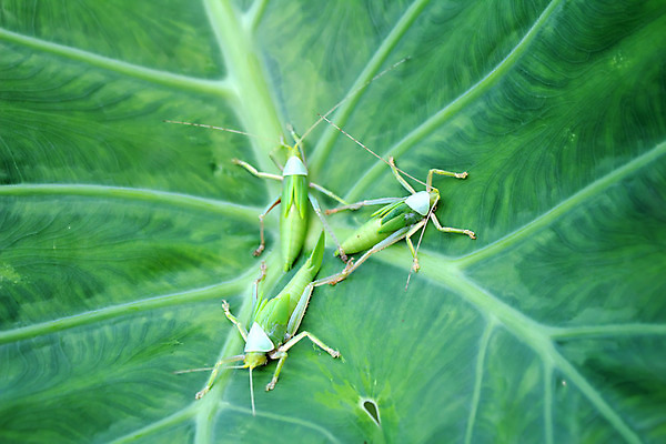 포토 JPG 해외이미지 나무 동물 야생동물 곤충 백그라운드 잎 날개 자연 뿔 사람없음 초록색 갈색 검은색 닫기 차 벌레 딱정벌레 올리브 싸움 말레이시아 고립 동물상 해외202004 해외포토 식물 열매 아시아 음료 컬러 모션 조형물 생태계 파일형식 이미지허브