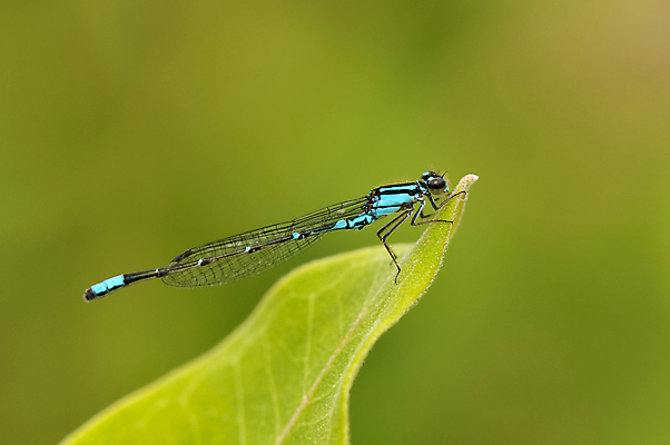 포토 JPG 해외이미지 식물 동물 야생동물 곤충 잎 날개 자연 휴식 사람없음 야외 초록색 파란색 컬러풀 용 투명 벌레 잠자리 동물상 터키석 해외202004 해외포토 컬러 컨셉 조형물 보석 생태계 파일형식 이미지허브