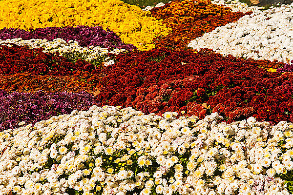 포토 JPG 해외이미지 식물 계절 꽃잎 꽃 분홍색 꽃다발 백그라운드 꽃무늬 패턴 오렌지 자연 벽지 국화 사람없음 장식 가로 빨간색 초록색 여름 컬러풀 노란색 머리 정원 활발 벚꽃 가을 흰색 신선 개화 자주색 다발 원예 내추럴 해외202004 해외포토 컬러 컨셉 무늬 과일 취미 신체부위 생태계 파일형식 이미지허브