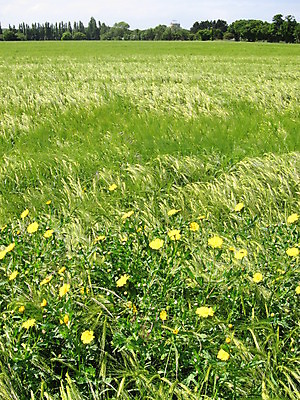 포토 JPG 해외이미지 음식 농업 사람없음 초록색 농경지 봄 수확 시골 시리얼 호밀 해외202004 해외포토 계절 산업 컬러 곡류 농장 파일형식 이미지허브
