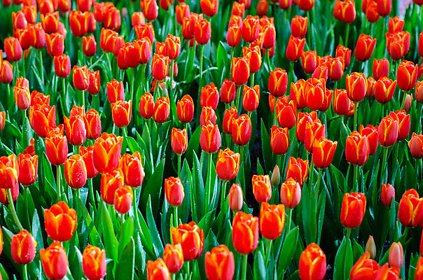 포토 JPG 해외이미지 식물 디자인 계절 공원 꽃잎 꽃 줄기 분홍색 꽃다발 백그라운드 잎 꽃무늬 밭 자연 휴가 부활절 발렌타인데이 선물 사랑 사람없음 장식 빨간색 초록색 여름 컬러풀 노란색 머리 정원 보라색 봄 튤립 벚꽃 흰색 축하 신선 다발 내추럴 고립 해외202004 해외포토 공공시설 기념일 감정 컬러 컨셉 무늬 농업 데이이벤트 신체부위 생태계 파일형식 이미지허브