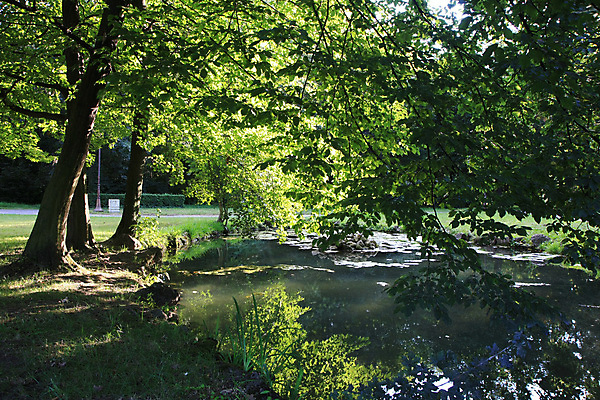 포토 JPG 해외이미지 나무 공원 호수 잎 자연 표면 풍경 사람없음 초록색 소풍 가을 연못 숲 해외202004 해외포토 식물 계절 공공시설 컬러 야외활동 생태계 파일형식 이미지허브
