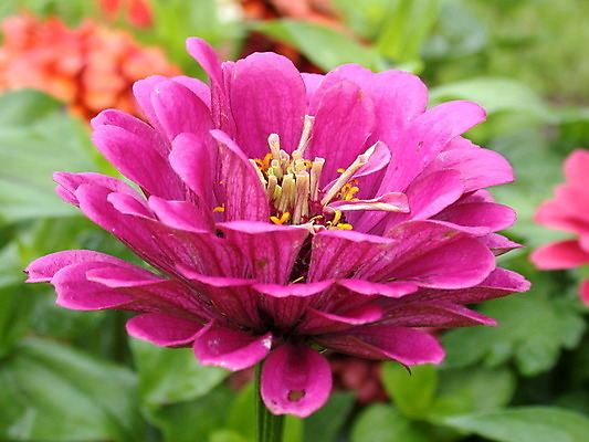 포토 JPG 해외이미지 식물 계절 꽃잎 꽃 백그라운드 잎 꽃무늬 자연 사람없음 빨간색 초록색 노란색 정원 봄 벚꽃 신선 개화 닫기 달리아 제비꽃 데이지 꽃가루 해외202004 해외포토 컬러 무늬 모션 가루 생태계 파일형식 이미지허브