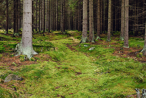 포토 JPG 해외이미지 나무 식물 공원 유럽 낙엽 자연 그림자 이끼 서기 풍경 사람없음 초록색 여름 환경 맑음 봄 다양 성장 나뭇가지 신선 행운 황무지 습지 숲 신비 에코 생태계 마법 서식지 내추럴 깊이 삼림지대 썩음 옛날 해외202004 해외포토 계절 공공시설 나라 컬러 다수 컨셉 잎 모션 날씨 파일형식 이미지허브