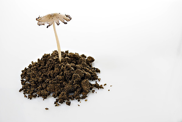 포토 JPG 해외이미지 식물 컨셉 아이디어 사람없음 초록색 봄 성장 신선 발사 내추럴 개발 모종 처음 취급주의 해외202004 해외포토 계절 컬러 경고 파일형식 이미지허브