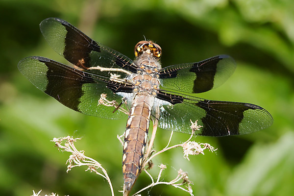 포토 JPG 해외이미지 공원 야생동물 곤충 날개 자연 사람없음 야외 컬러풀 갈색 노란색 나뭇가지 연못 잠자리 꼬리 해외202004 해외포토 나무 동물 공공시설 컬러 생태계 파일형식 이미지허브