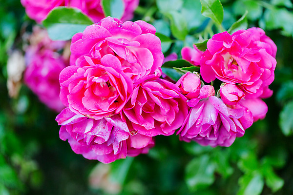 포토 JPG 해외이미지 식물 디자인 꽃잎 꽃 분홍색 꽃다발 결혼 백그라운드 잎 꽃무늬 패턴 자연 휴가 발렌타인데이 선물 사랑 사람없음 장식 컬러풀 장미 정원 봄 벚꽃 인사 신선 신용카드 개화 닫기 다발 질감 아로마 내추럴 강렬 파스텔톤 많음 해외202004 해외포토 계절 감정 컬러 컨셉 무늬 모션 데이이벤트 이벤트 금융 예절 생태계 파일형식 이미지허브