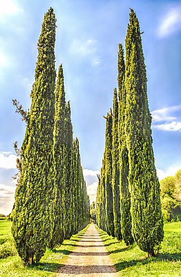 포토 JPG 해외이미지 나무 식물 전통 유럽 도로 길 여행 밭 농업 자연 하늘 주택 풍경 사람없음 야외 농가 농장 농경지 이탈리아 산책 시골 로마 땅 지중해 빌라 그림 토스카나 해외202004 해외포토 나라 산업 바다 교통시설 휴식 건물 생태계 파일형식 이미지허브