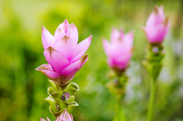 포토 JPG 해외이미지 식물 계절 꽃잎 꽃 아시아 문화 줄기 분홍색 여행 잎 꽃무늬 태국 자연 사람없음 컬러풀 튤립 벚꽃 신선 개화 생강 내추럴 고립 영원 해외202004 해외포토 나라 컬러 무늬 채소 생태계 파일형식 이미지허브