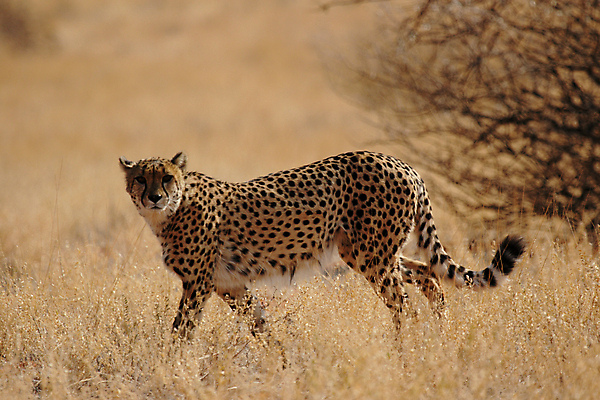 포토 JPG 해외이미지 동물 얼굴 야생동물 모래 오렌지 포유류 아프리카 사람없음 빨간색 노란색 고양이 사막 점 얼룩 사파리 속도 육식동물 치타 나미비아 스텝 칼라하리 해외202004 해외포토 나라 컬러 과일 신체부위 반려동물 남아프리카 파일형식 이미지허브