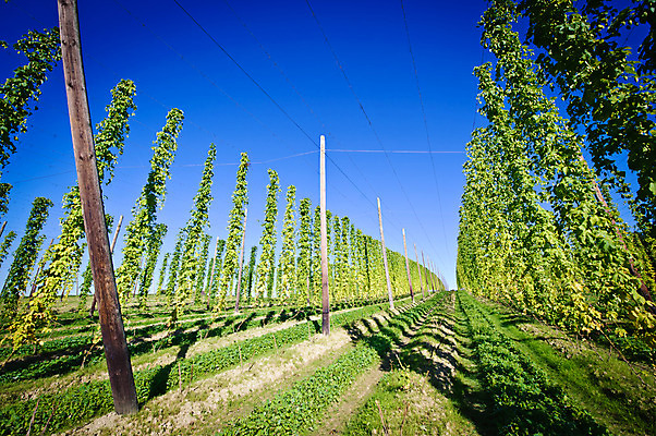포토 JPG 해외이미지 식물 유럽 산업 잎 밭 농업 자연 하늘 맥주 풍경 사람없음 야외 가로 초록색 여름 파란색 농작물 태양 수확 성장 가을 나뭇가지 시골 오스트리아 정상 허브 봉 원뿔 내추럴 기르기 밭일 숙성 줄서기 카피스페이스 규칙적 해외202004 해외포토 자연요소 도형 나무 계절 나라 컬러 컨셉 모션 주류 공백 생태계 돌봄 파일형식 이미지허브