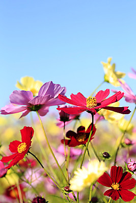 포토 JPG 해외이미지 식물 공원 꽃잎 꽃 백그라운드 꽃무늬 밭 자연 사람없음 초록색 컬러풀 정원 보라색 벚꽃 흰색 개화 코스모스 많음 해외202004 해외포토 공공시설 컬러 컨셉 무늬 농업 생태계 파일형식 이미지허브