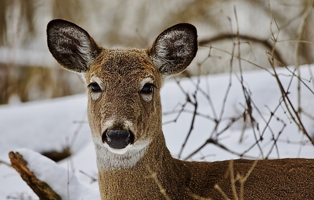 포토 JPG 해외이미지 나무 응시 야생동물 백그라운드 캐나다 겨울 사슴 털 사람없음 갈색 검은색 놀람 회색 흰색 숲 그림 엽서 귀 고립 흥미 해외202004 해외포토 식물 동물 시선 계절 감정 컬러 컨셉 북아메리카 포유류 표정 신체부위 편지 파일형식 이미지허브