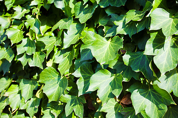 포토 JPG 해외이미지 나무 식물 벽 백그라운드 잎 패턴 자연 추상 사람없음 초록색 환경 정원 봄 성장 덮개 닫기 묘사 질감 포도나무 아이비 상록수 내추럴 해외202004 해외포토 계절 컬러 무늬 모션 뚜껑 과일나무 생태계 파일형식 이미지허브