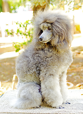 포토 JPG 해외이미지 동물 응시 공원 행복 장난 공 포유류 포옹 친절 털 건강 사탕 서기 미소 앉기 사람없음 야외 물 반려동물 믿음 가축 활발 미니어처 회색 표현 면 우아함 개 리트리버 달콤 강아지 은색 푸들 무릎 부드러움 솜털 프랑스어 기르기 동반자 미니 복종 신앙심 유래 지능 충실 해외202004 해외포토 자연요소 문자 시선 공공시설 감정 컬러 컨셉 안기 모션 디저트 표정 신체부위 모형 감각 맛 돌봄 파일형식 이미지허브