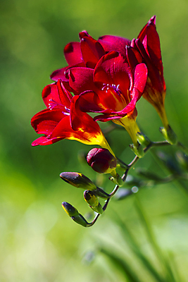 포토 JPG 해외이미지 식물 꽃잎 꽃 줄기 꽃다발 백그라운드 꽃무늬 자연 선물 사랑 사람없음 야외 빨간색 초록색 새싹 정원 화목 봄 벚꽃 나뭇가지 신선 닫기 꽃집 묘사 원예 향기 강렬 블러 카피스페이스 해외202004 해외포토 나무 계절 감정 컬러 컨셉 무늬 모션 취미 상점 공백 생태계 냄새 파일형식 이미지허브