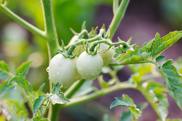 포토 JPG 해외이미지 식물 계절 음식 줄기 잎 농업 토마토 채소 자연 건강 사람없음 초록색 농작물 농장 새싹 정원 흙 무대 성장 흰색 나뭇가지 신선 선택 다발 관목 생태계 내추럴 모종 밭일 온실 채식주의자 세련 해외202004 해외포토 나무 산업 컬러 컨셉 채식 파일형식 이미지허브