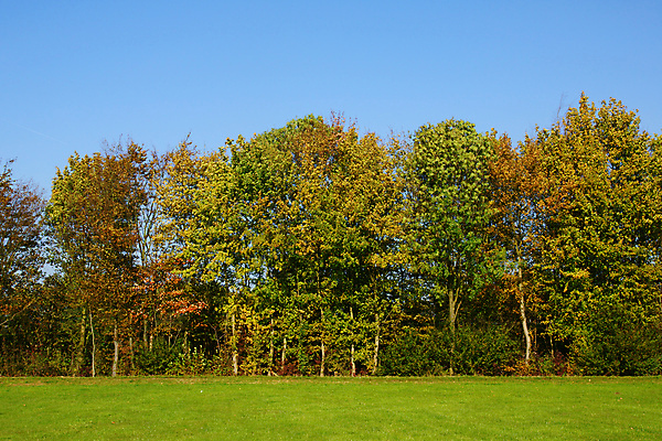 포토 JPG 해외이미지 나무 식물 계절 공원 백그라운드 단풍 잎 오렌지 자연 하늘 사람없음 야외 초록색 파란색 갈색 정원 가을 시골 숲 11월 질감 10월 내추럴 고립 해외202004 해외포토 공공시설 컬러 과일 날짜 생태계 파일형식 이미지허브