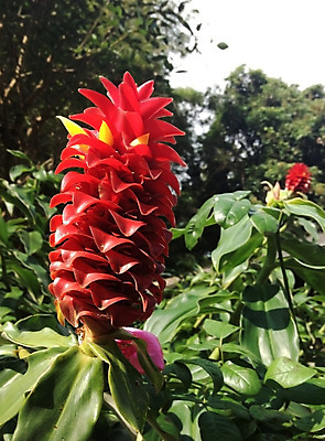 포토 JPG 해외이미지 식물 꽃 자연 사람없음 빨간색 정원 성장 신선 혼합 깃털 원예 섞기 해외202004 해외포토 컬러 취미 생태계 파일형식 이미지허브