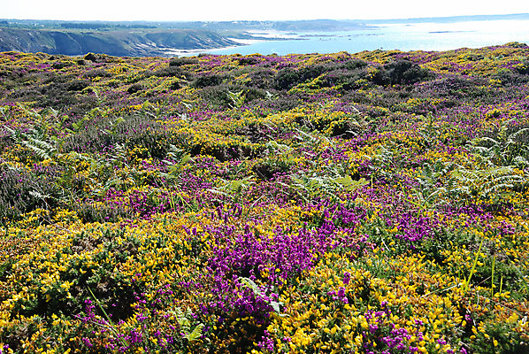 포토 JPG 해외이미지 분홍색 풍경 사람없음 초록색 노란색 보라색 프랑스 해외202004 해외포토 유럽 컬러 파일형식 이미지허브