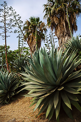포토 JPG 해외이미지 나무 식물 아시아 여행 잎 농업 자연 하늘 휴가 열대 선인장 건조 건강 손바닥 동양인 풍경 사람없음 야외 초록색 여름 파란색 농장 노란색 가시 중앙 숲 지중해 날카로움 아라비아 사암 동쪽 내추럴 오아시스 요르단 이국적 이스라엘 해외202004 해외포토 손 계절 나라 산업 바다 컬러 중동 인종 돌_바위 방향 생태계 서아시아 파일형식 이미지허브