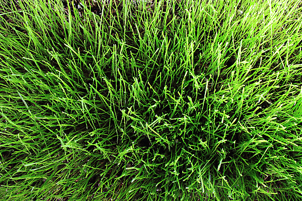 포토 JPG 해외이미지 나무 식물 공원 백그라운드 잎 밭 농업 자연 벽지 하늘 아침 건강 풍경 잔디 사람없음 야외 초록색 물 여름 농작물 농장 우주 환경 정원 봄 젖음 성장 흰색 물방울 시골 신선 칼날 떨어짐 이슬 땅 시리얼 밀 허브 흰배경 유기농 장면 부드러움 내추럴 고립 호밀 해외202004 해외포토 주간 자연요소 웰빙 계절 공공시설 산업 음식 컬러 컨셉 곡류 감각 생태계 파일형식 이미지허브