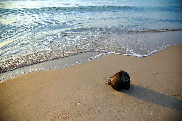 포토 JPG 해외이미지 음식 모래 바다 섬 여행 백그라운드 태국 자연 하늘 휴가 그림자 풍경 사람없음 물 여름 파란색 맑음 흰색 신선 코코넛 내추럴 옛날 파라다이스 해외202004 해외포토 자연요소 계절 아시아 컬러 과일 날씨 생태계 파일형식 이미지허브