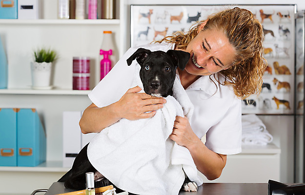 포토 JPG 해외이미지 헤어스타일 손 새끼 건조 병원 한명 반려동물 수건 목욕 개 강아지 테리어 문서 샴푸 수의사 해외202004 해외포토 동물 1 포유류 의학 사람 신체부위 위생용품 청결 의사 파일형식 이미지허브