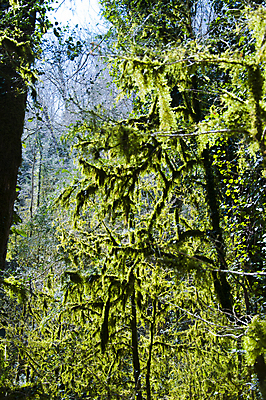 포토 JPG 해외이미지 나무 식물 손 계절 잎 자연 손잡이 이끼 사람없음 야외 초록색 울타리 상자 정원 봄 성장 칼날 닫기 발굴 원예 클립 날카로움 다듬기 돌봄 옛날 울퉁불퉁 원예사 제목 그리너리 해외202004 해외포토 직업 컬러 모션 취미 신체부위 담장 생태계 파일형식 트랜드컬러 이미지허브