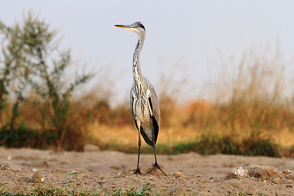 포토 JPG 해외이미지 나무 동물 공원 남자 야생동물 백그라운드 겨울 날개 자연 조류 하늘 동물원 앉기 풍경 사람없음 야외 빨간색 초록색 물 여름 파란색 컬러풀 갈색 노란색 평화 검은색 봄 흰색 나뭇가지 숲 작음 깃털 부리 내추럴 동물상 해외202004 해외포토 자연요소 식물 계절 공공시설 컬러 컨셉 모션 사람 조형물 크기 생태계 파일형식 이미지허브