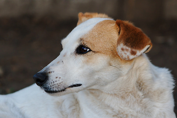 포토 JPG 해외이미지 동물 1 응시 행복 얼굴 백그라운드 밭 포유류 사람없음 야외 반려동물 머리 검은색 개 강아지 테리어 귀 송곳니 기르기 섞기 해외202004 해외포토 시선 감정 컬러 농업 신체부위 치아 돌봄 파일형식 이미지허브