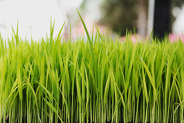 포토 JPG 해외이미지 식물 라이프스타일 잡화 아시아 음식 백그라운드 잎 밭 농업 다이어트 채소 재료 자연 밥 건강 요리 사람없음 빨간색 초록색 농작물 농장 정원 봄 활발 성장 흰색 신선 닫기 상추 다발 먹기 유기농 날것 칼로리 내추럴 채식주의자 해외202004 해외포토 웰빙 계절 나라 산업 컬러 컨셉 모션 생활 생태계 채식 파일형식 이미지허브