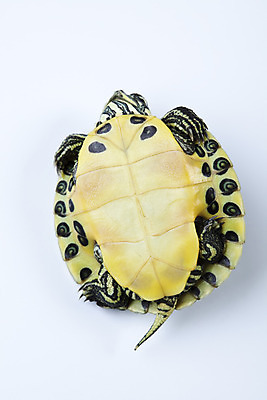 포토 JPG 해외이미지 동물 길 야생동물 바다 패턴 파충류 자연 생물 사람없음 반려동물 달리기 머리 수영 젖음 껍질 거북이 보호 오브젝트 속도 방패 느림 고립 등딱지 인내 해외202004 해외포토 컨셉 무늬 모션 신체부위 수상스포츠 생태계 파일형식 이미지허브