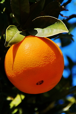 포토 JPG 해외이미지 유럽 음식 여행 오렌지 과일 휴가 귤 건강 사람없음 주스 신선 스페인 달콤 맛 먹기 상쾌 내추럴 발렌시아 숙성 해외202004 해외포토 감정 나라 음료 컨셉 모션 파일형식 이미지허브