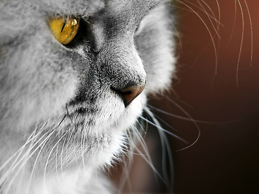 포토 JPG 해외이미지 학생 얼굴 사람없음 반려동물 고양이 묘사 해외202004 해외포토 동물 포유류 신체부위 파일형식 이미지허브