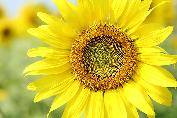 포토 JPG 해외이미지 식물 계절 꽃잎 꽃 백그라운드 잎 꽃무늬 밭 농업 오렌지 자연 해바라기 사람없음 초록색 여름 컬러풀 태양 노란색 정원 맑음 봄 활발 벚꽃 시골 신선 원형 개화 닫기 묘사 유기농 꽃가루 내추럴 고립 해외202004 해외포토 자연요소 도형 웰빙 산업 컬러 컨셉 무늬 과일 모션 날씨 가루 생태계 파일형식 이미지허브