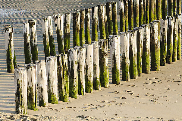 포토 JPG 해외이미지 모래 바다 2 날씨 이끼 사람없음 목재 초록색 물 젖음 흐름 흰색 보호 그늘 공격 네덜란드 산등성이 봉 북쪽 더블 자취 줄서기 특별함 표제 해일 현재 해외202004 해외포토 자연요소 나무 유럽 컬러 컨셉 재료 모션 산 자연재해 방향 파일형식 이미지허브