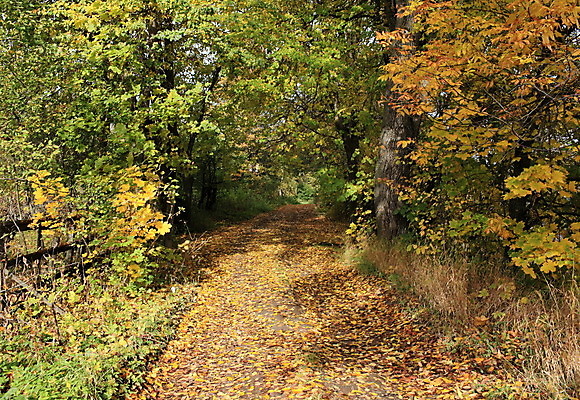 포토 JPG 해외이미지 나무 계절 공원 도로 길 단풍 잎 자연 풍경 사람없음 야외 햇빛 맑음 일몰 산책 가을 떨어짐 숲 오솔길 해외202004 해외포토 식물 공공시설 컨셉 교통시설 날씨 휴식 태양 노을 생태계 파일형식 이미지허브